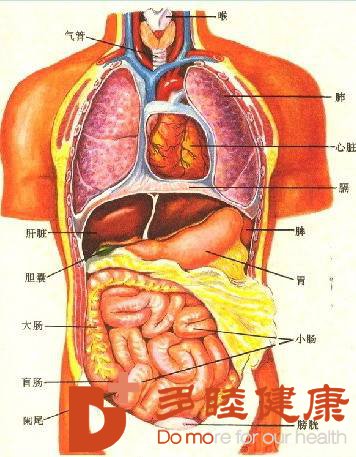 日本干细胞治疗|人体的器官都是怎样排毒的