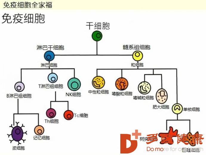 日本干细胞-干细胞与免疫细胞如何选择,哪个好?