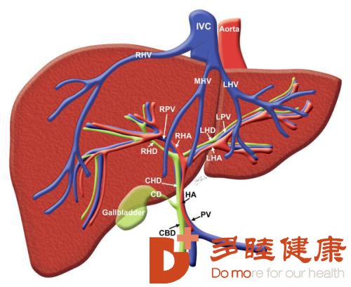 肝静脉病变