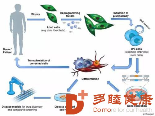 干细胞治疗：让肾脏损伤也得到干细胞的“照耀”