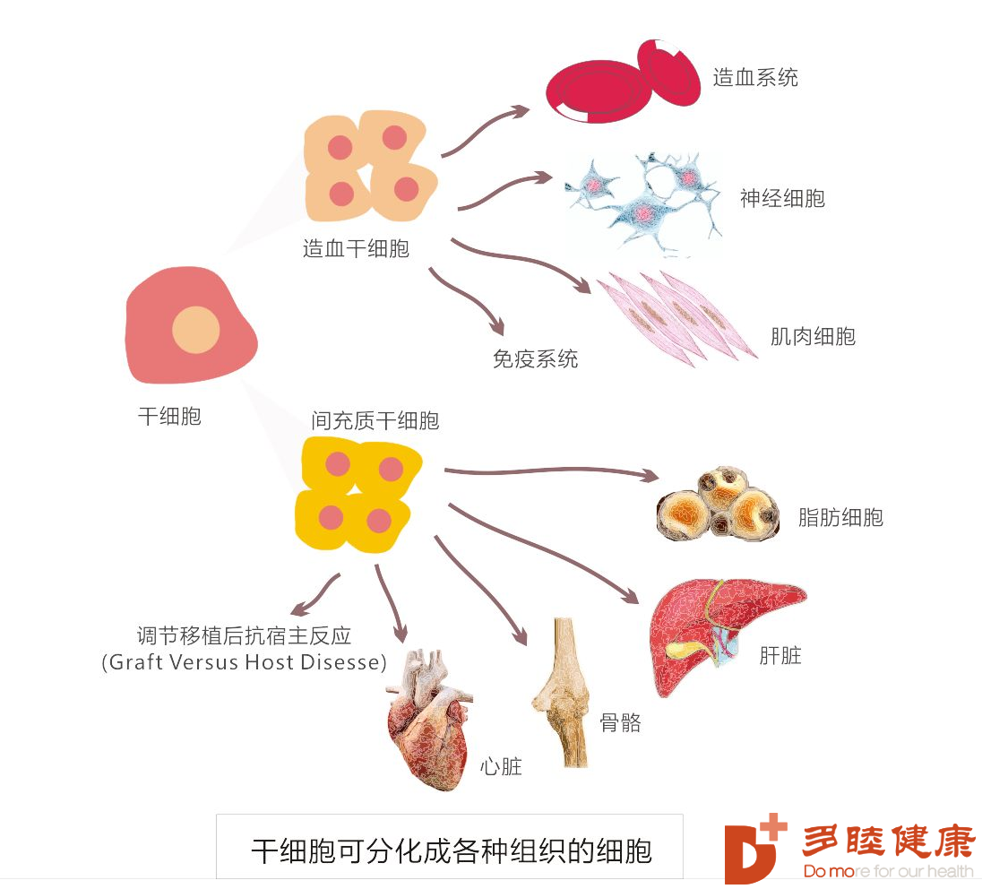 盘点：诱导多能干细胞（iPSC）研究进展-河南省干细胞库