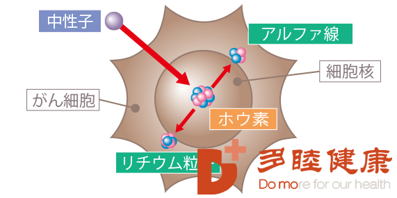 关于日本新一代抗癌技术-硼中子俘获疗法