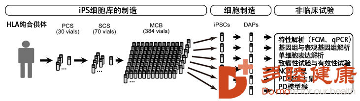 日本采用临床iPS细胞治疗帕金森的非临床研究