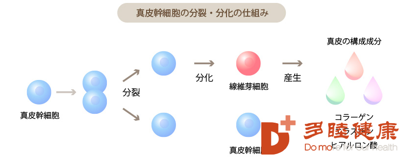 日本干细胞-干细胞是维持皮肤紧致和弹性的关键