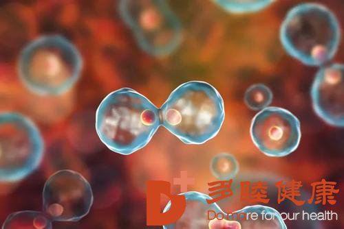日本干细胞-干细胞是如何控制住高血压的