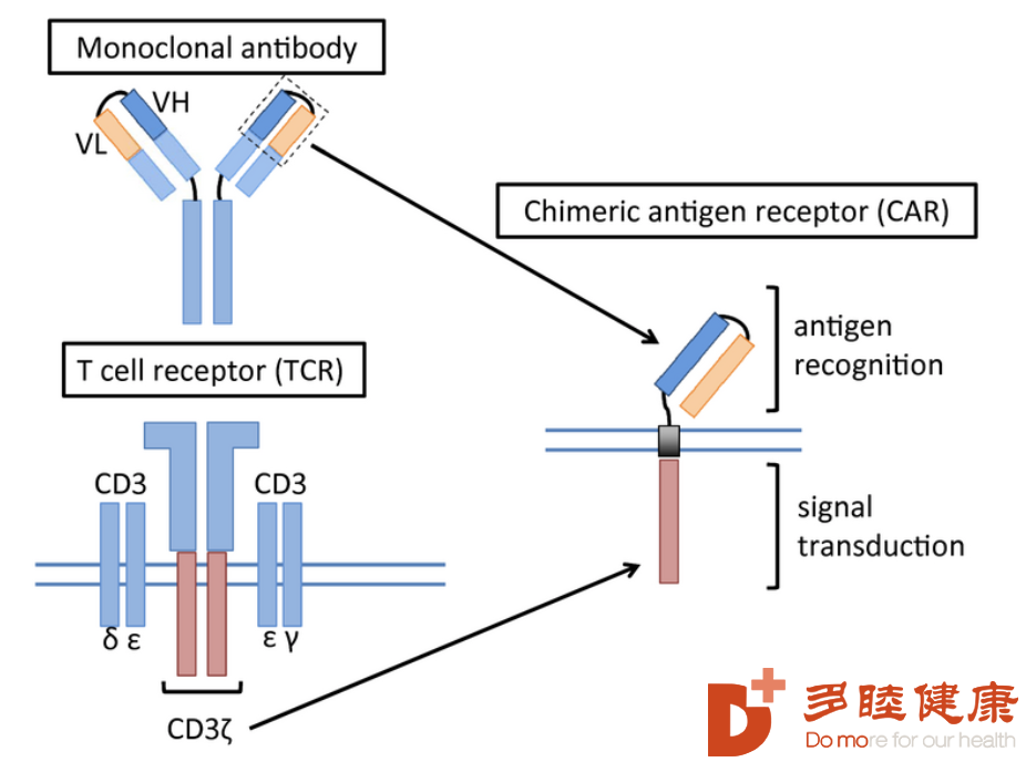 日本免疫疗法-CAR-T疗法改造免疫细胞，对抗癌症