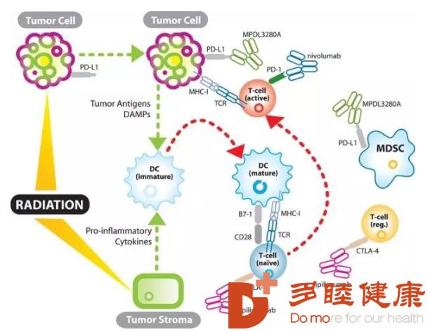日本免疫疗法-免疫nk细胞回输主要应用那些疾病