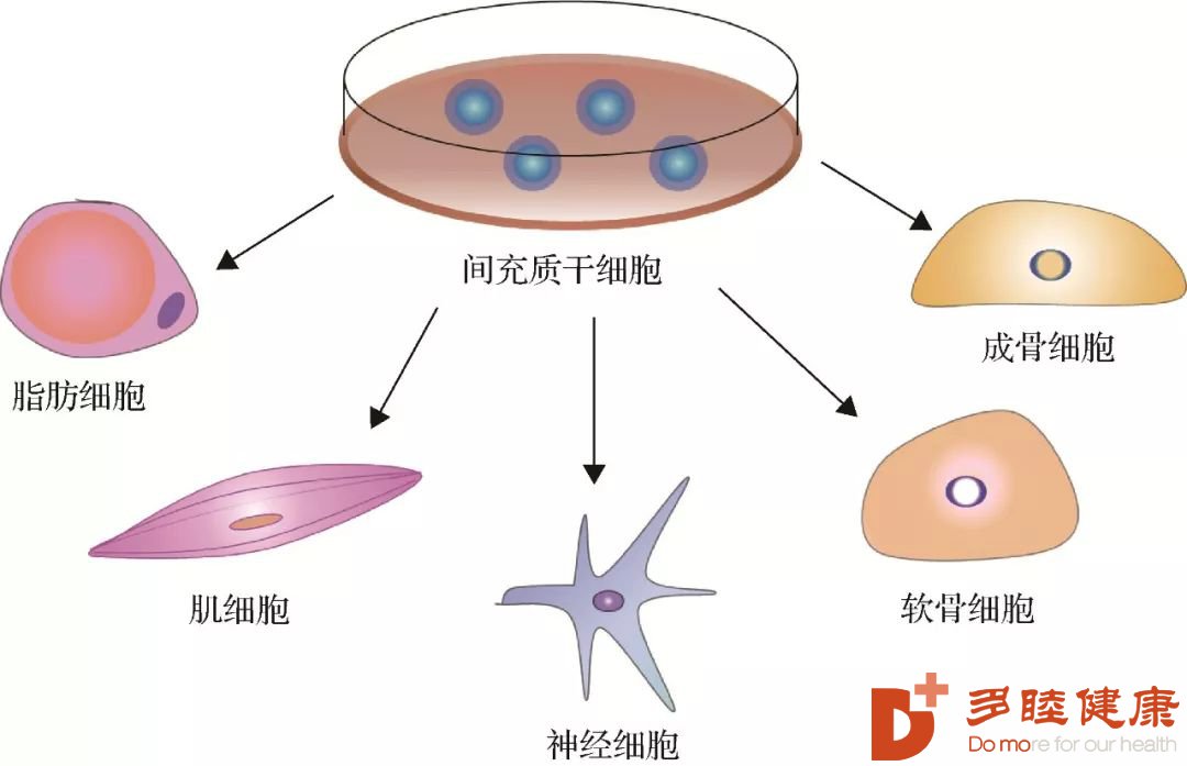 干细胞是怎么做到延缓衰老，到底有没有用？