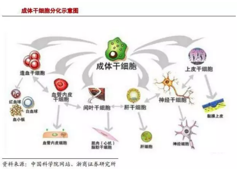 1505210195282209.png 干细胞.png