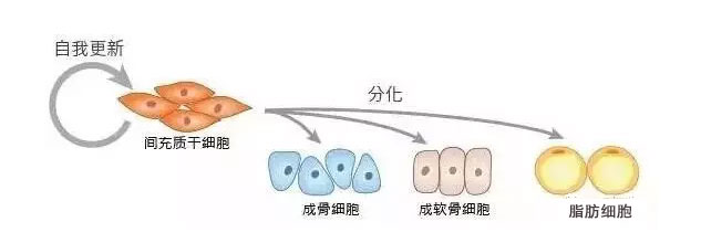 间充质干细胞分化更新1.jpg