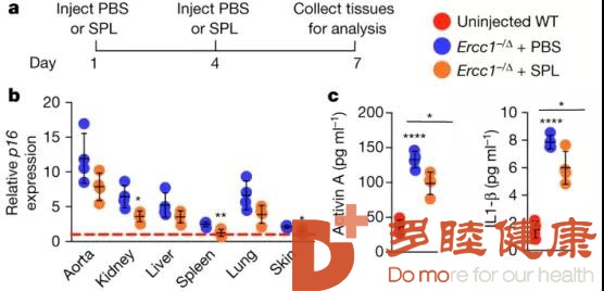 日本干细胞-移植年轻免疫细胞可逆转衰老！